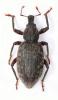 Dichotrachelus baudii